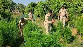 Over 5,000 Matured Cannabis Plants Destroyed in Bishalgarh Anti Narcotics Operation