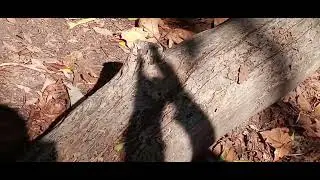 world's tinyer lizard