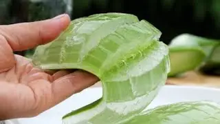 Aloe-Vera Gel Extracted Today 😇👍#shorts#gardening
