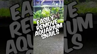 Как легко удалить улиток из аквариума!