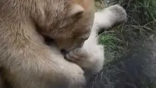 フロッケにじゃれるホープちゃん - Hope jouer avec Flocke (4 mai 2015, Marineland, Antibes)