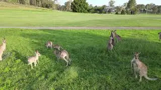 Kangaroo land