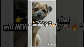 Top 5 Most Loyal Dog Breeds 🐶❤️ | These Dogs Will Never Leave You 😳