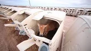 Calf-Tel Story