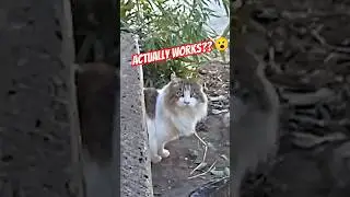 This App Lets You Talk to Cats? #shorts