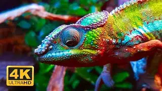 Wildlife 4K: Reptiles & Amphibians 4K (ULTRA HD) | Relaxing Music About Reptiles