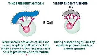 B cell receptor and activation part 3