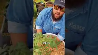 Mulching the Garden with EZ Straw!