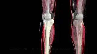 leg bone trabecula Cancellous trabecular spongy medical 3d animation company san antonio healthcare