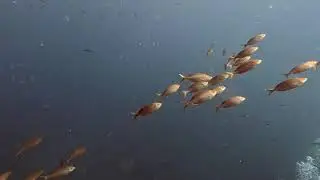 Dive Punta 14 Aug 2024 compressed   SD 480p