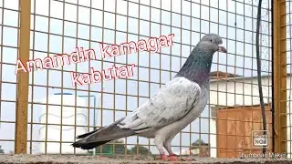 Amamdin kamangar Breeder pair shok ka leya...#ajmanpigeonclub #petguru #pigeonmaster #petguru #hpttv