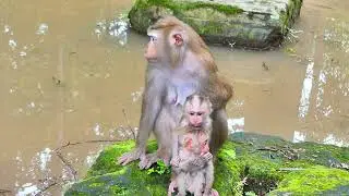 Poor abandoned Rescue by Milk Fruit | Mom Monkey always Protect her Baby Macaque | do Love Primate