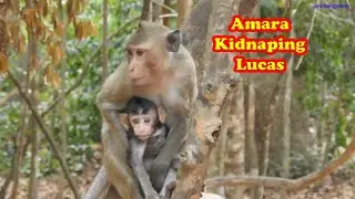 Oops! Amara Kidnapped baby monkey Lucas and ran up on a tree