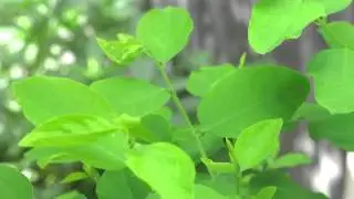 Sweet leaf bush