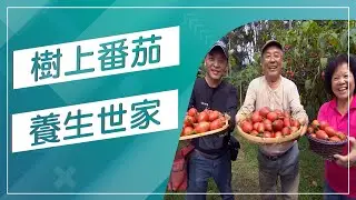 草地狀元-重生的力量 樹上紅寶石樹蕃茄VS愛玉冠軍(20170227播出)careermaster / Tree Tomato Master