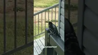 Woodpecker DoorKnocker