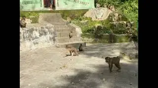 Kasih makan monyet-monyet hutan SERU guys