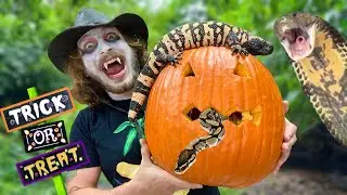 Feeding my Animals Pumpkin Treats!
