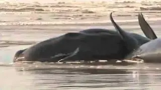 Bad weather delays whale rescue
