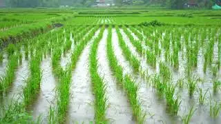 Relaxing Sound Soothing Rain & Water Sounds in Rice Fields 🌾 | Relaxing Nature Ambience