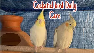 HOW TO TAKE CARE OF COCKATIEL BIRDS !! Winter season cockatiel care !! ￼Pet&rsquo;s care home!!