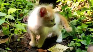 Peaceful Piano Music for Cats | Relaxing Tunes for Your Pet's Well-Being