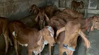 Gir calf&rsquo;s for sale | 9818760016 | #cow #dailyvlog #dairyfarm #forsale #radhakrishna #love #gircow