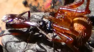 Parasitoid wasp vs spider