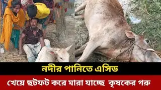 Acid from illegal battery factory mixes with river water, killing all of farmer's cows