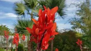 Riverland Plant Nursery | Fort Myers FL