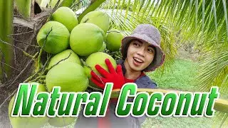 Natural coconut growth It's really delicious NoStaKH