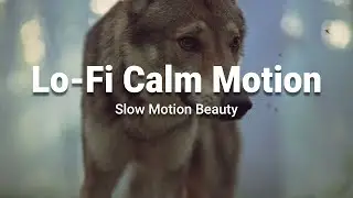 Lo-fi Calm Motion | 4K #SlowMotion Nature & People #4K