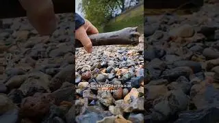 Is this a Human Bone? - Mudlarking on the Thames