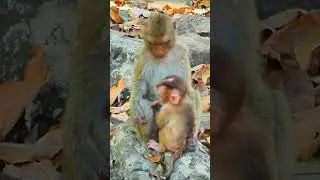Rainbow reall abuse Lily #reelfb #fbreel #wildlife #monkey #video #Leo #Libby #Lily #babycry #cuteba