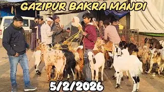 Gazipur Bakra Mandi live update 5/2/2026 delhi 