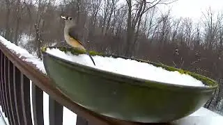 A pair of cute titmice were digging food in snowy day.#birds #titmouse #wildlife #shorts #snow 