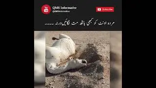 Never Touch A Dead Camel | #shorts #ytshorts