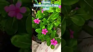 Home Beautification Easy Idea |Nittyosova Flower#shorts #viral #bestshorts #flowers