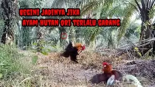 MIKAT AYAM HUTAN ❗ begini jadinya jika ayam hutan ori terlalu g4rang