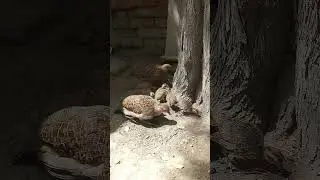 Gray  francolin with chicks