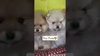 Toy pom available ❤️#toypom #pomeranianpuppy #pompuppy #doglove #short #shorts #ytshorts #mumbai