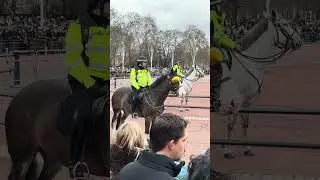 Iconic! Mounted Police Horse With Sunglasses Goes Viral at the Palace