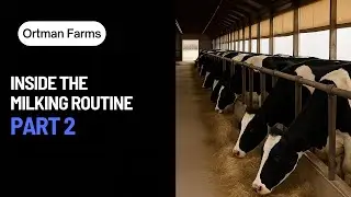 Milking in Motion &mdash; Clean Process, Cow Handling & What Happens After