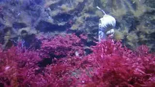 wulk | Buccinum undatum