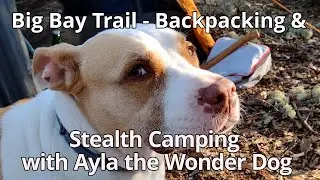 Ayla The Wonder Dog Hiking and Camping The Big Bay, Black Bear Trails North of Frostproof, Florida