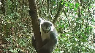 Documenting Presbytis Hosei; Rare Camera Trap Record From Borneo #BorneoWildTrack#HoseiLeafMonkey