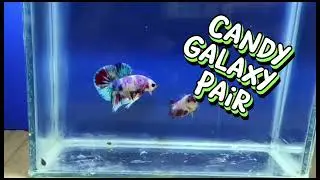 CANDY GALAXY PAIR FOR SALE #repost #fish #shorts #ikanlaga #bettafish #fishtank #aquarium #breeding