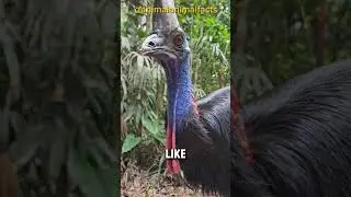 Ancient Birds That Still Exist Today! #animallover #facts #animals