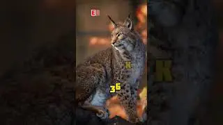 Top10 Big Cats|Biggest Cats