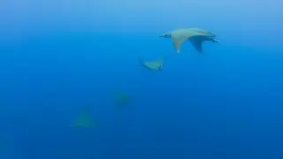 Discovering the Devil Rays of Azores in Freediving - Santa Maria island - July 2023